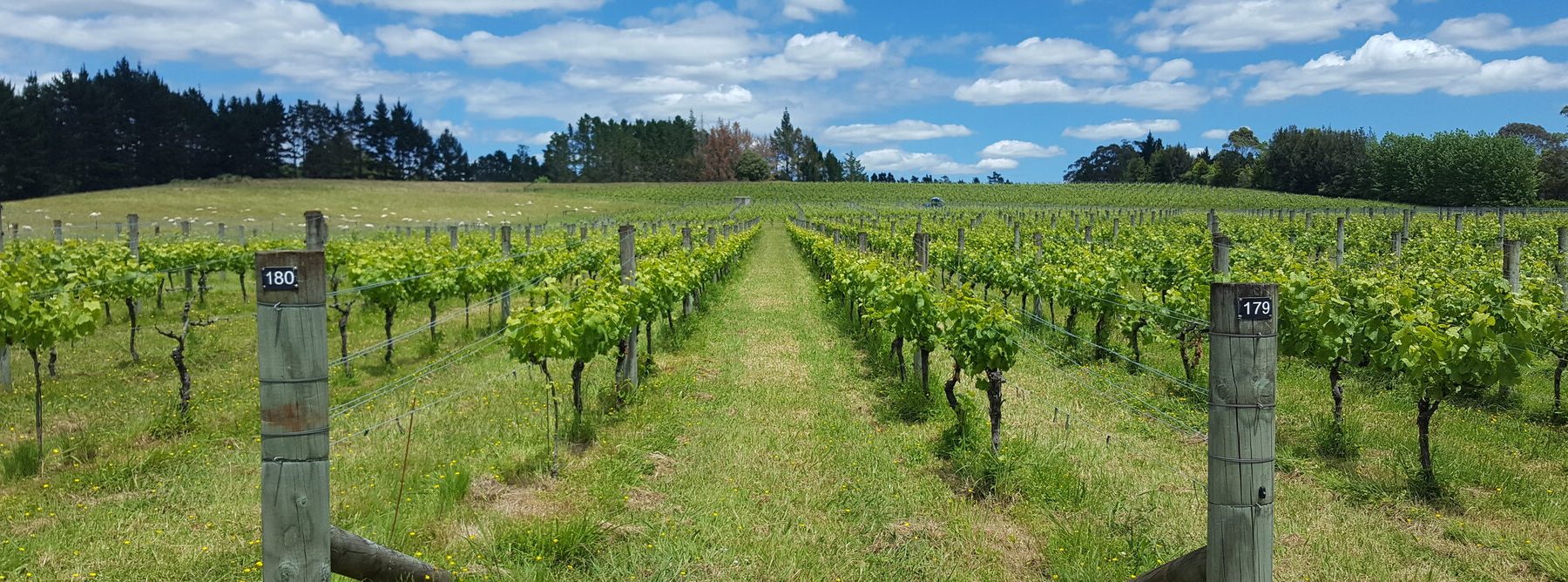 Turanga Creek Vineyard - Things to Do near Rydges Formosa Golf Resort