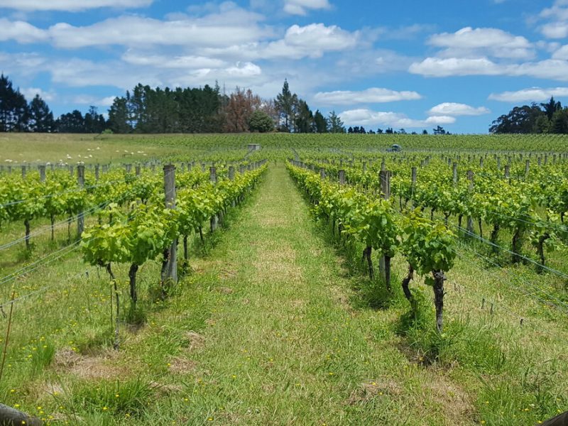 Turanga Creek Vineyard - Things to Do near Rydges Formosa Golf Resort