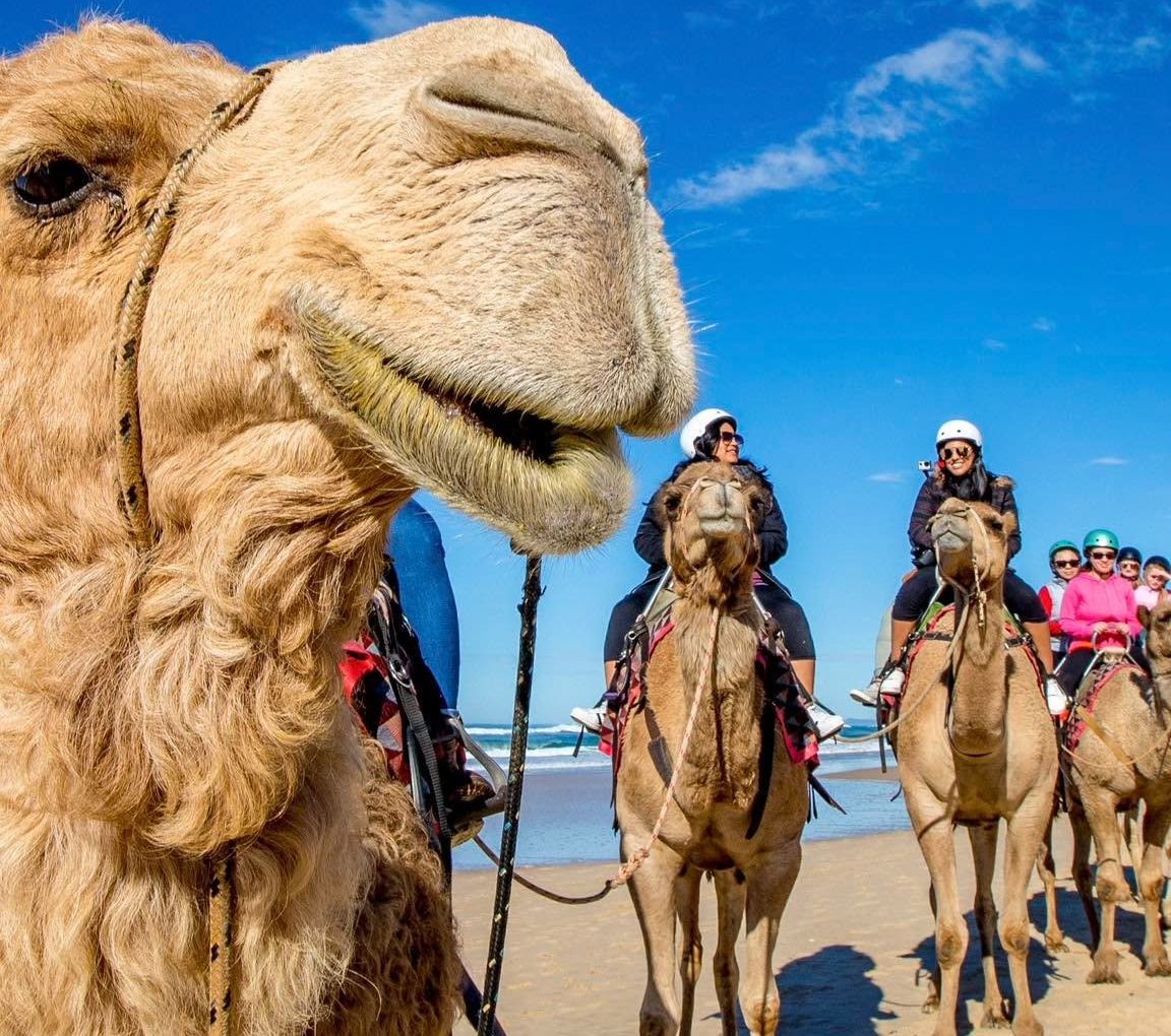 Port Macquarie Camel Safari
