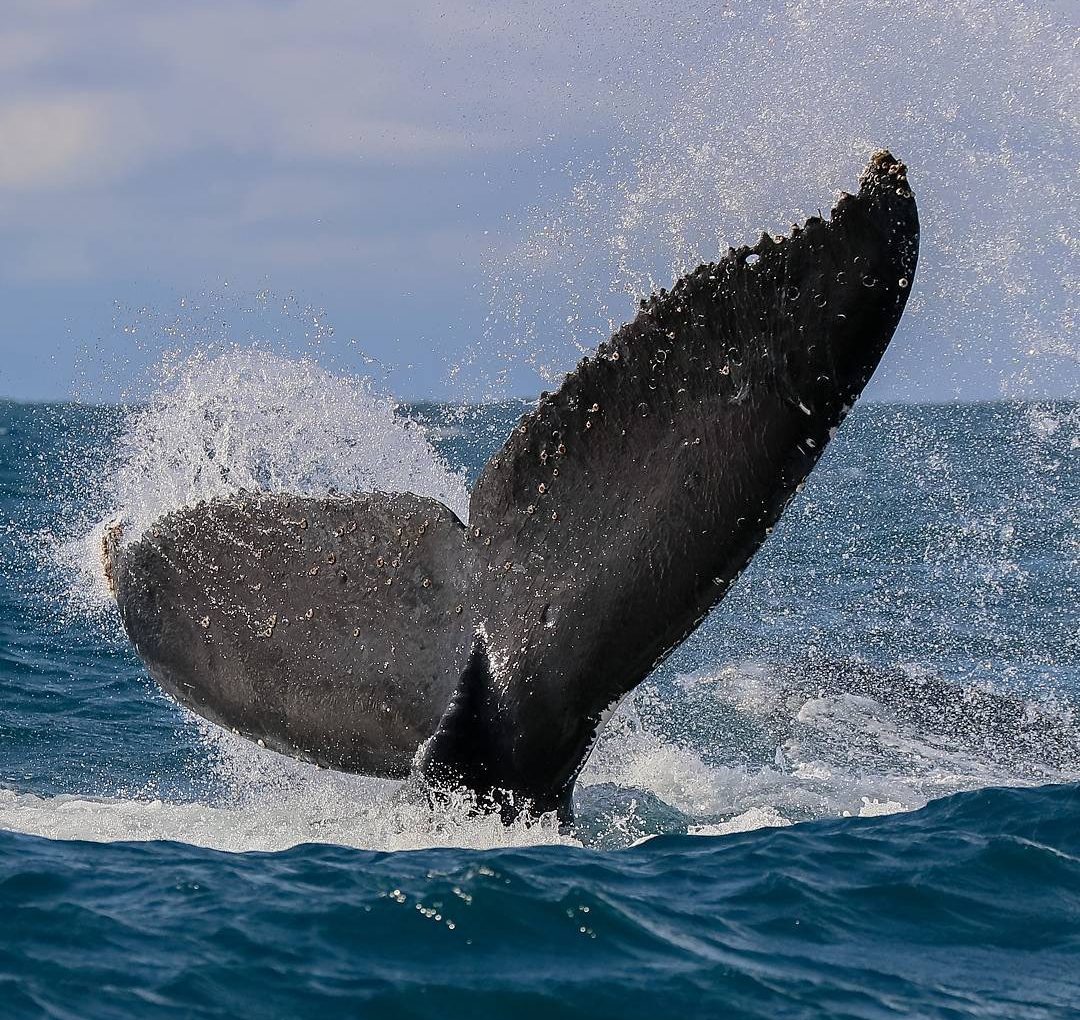 Port Macquarie Whale Watching