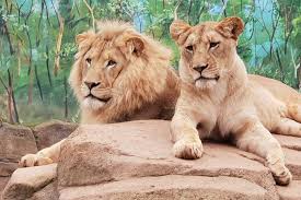 Billabong Zoo