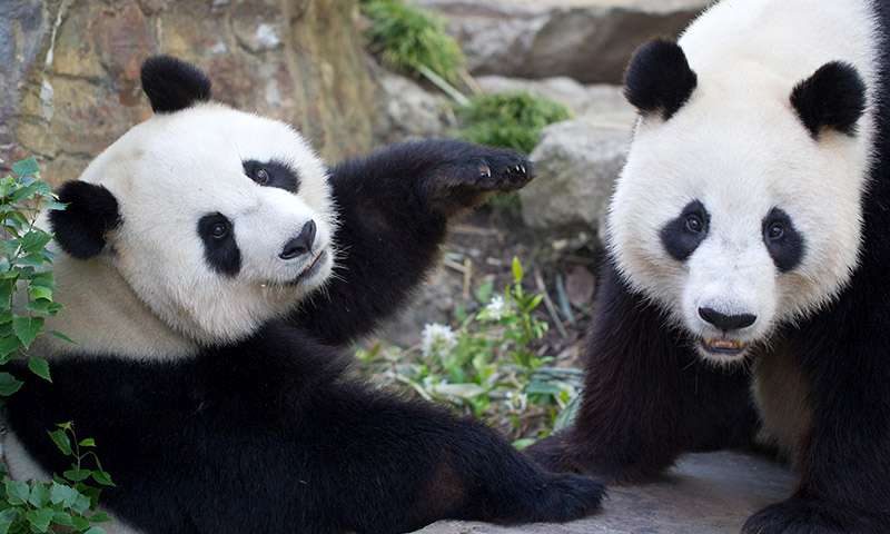 Adelaide Zoo - Things to do near HotelMOTEL