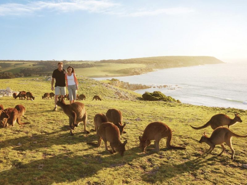 Kangaroo Island - Things to do near HotelMOTEl