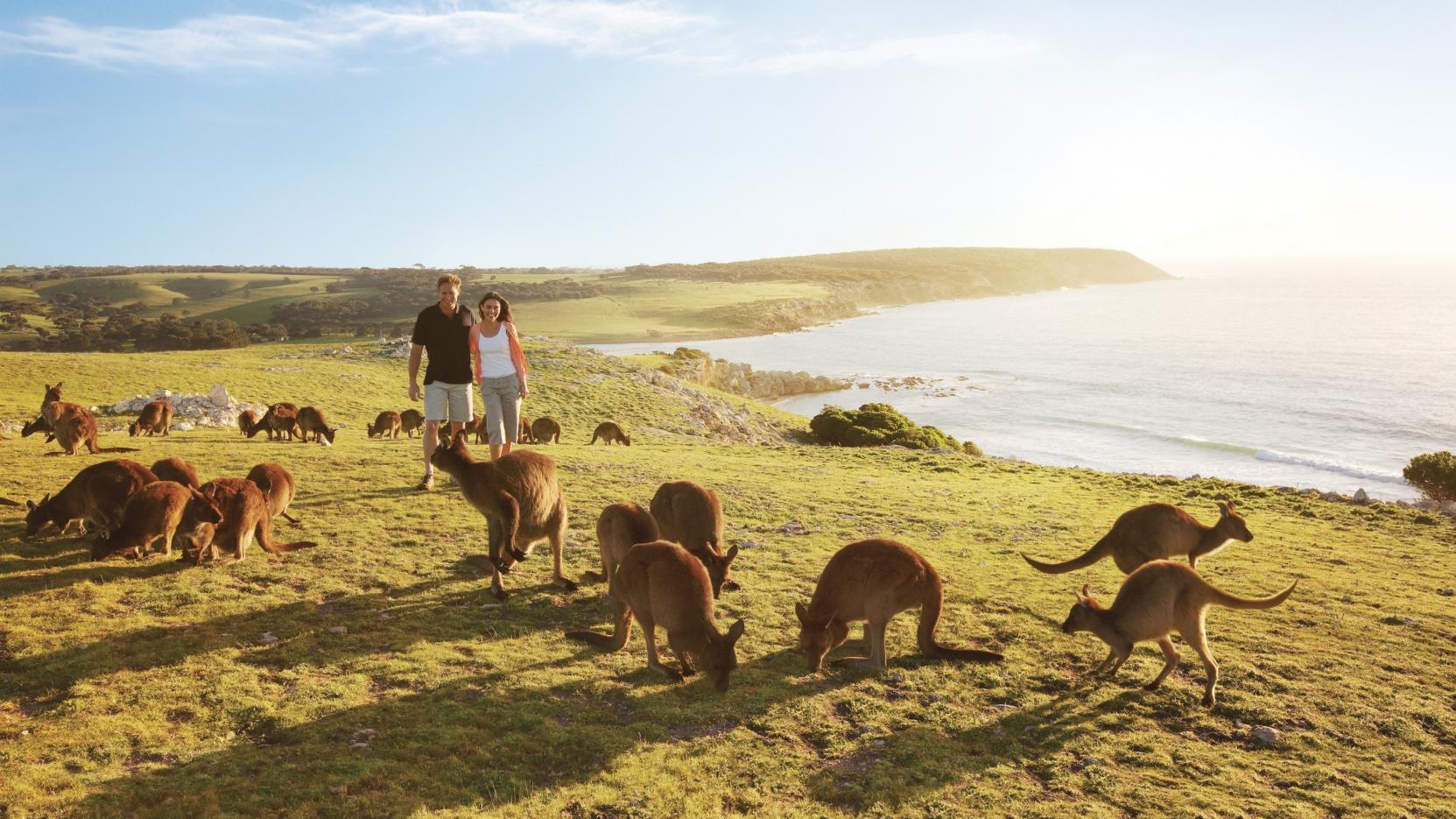 Kangaroo Island - Things to do near HotelMOTEl