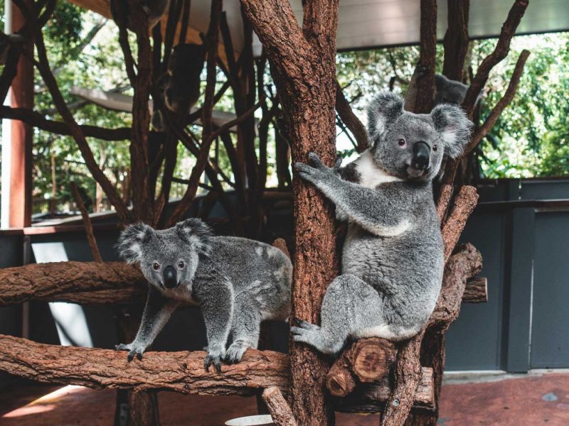 Lone Pine Koala Sanctuary - Things to Do near Kennigo Hotel Brisbane