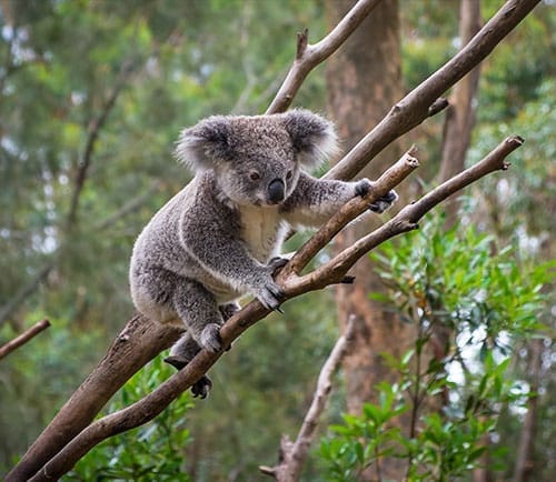 Wild Life Sydney Zoo