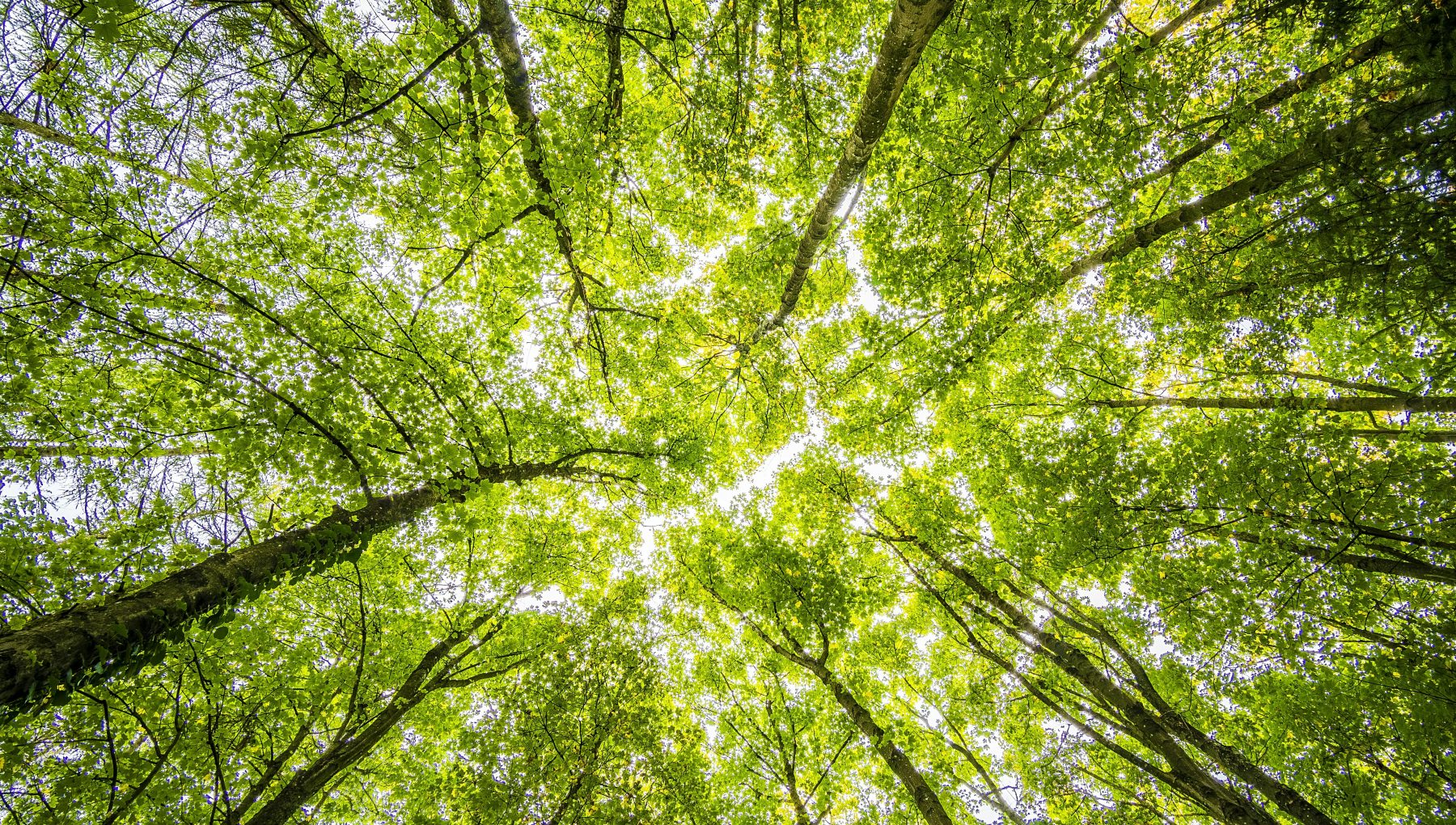 GO GREEN at Rydges Darling Square