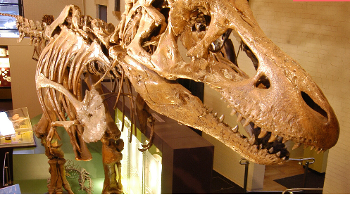 Australian Fossil & Mineral Museum