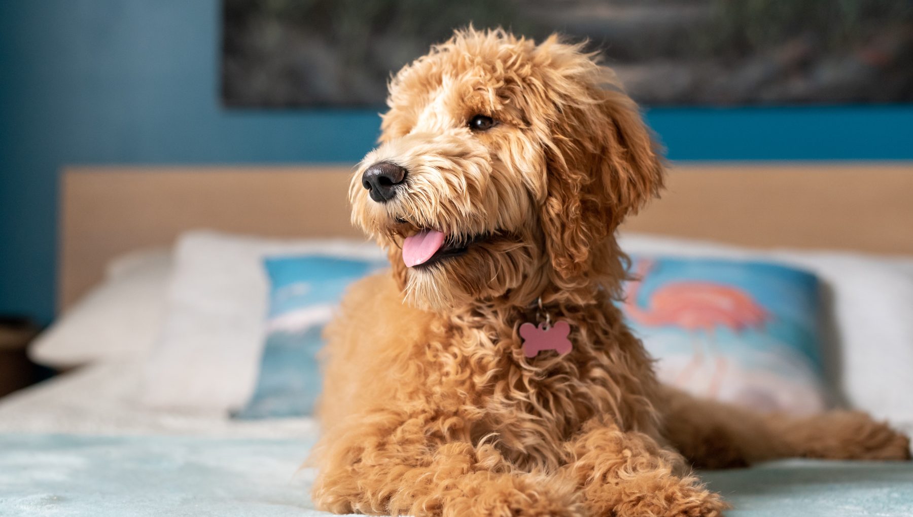 Dog Friendly Rooms