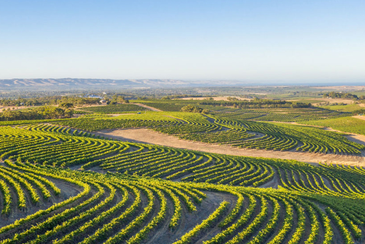McLaren Vale