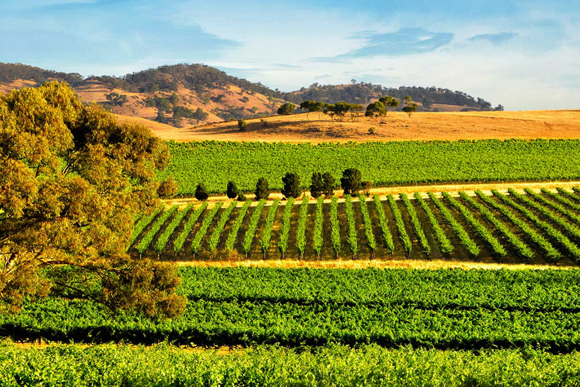 Barossa Valley