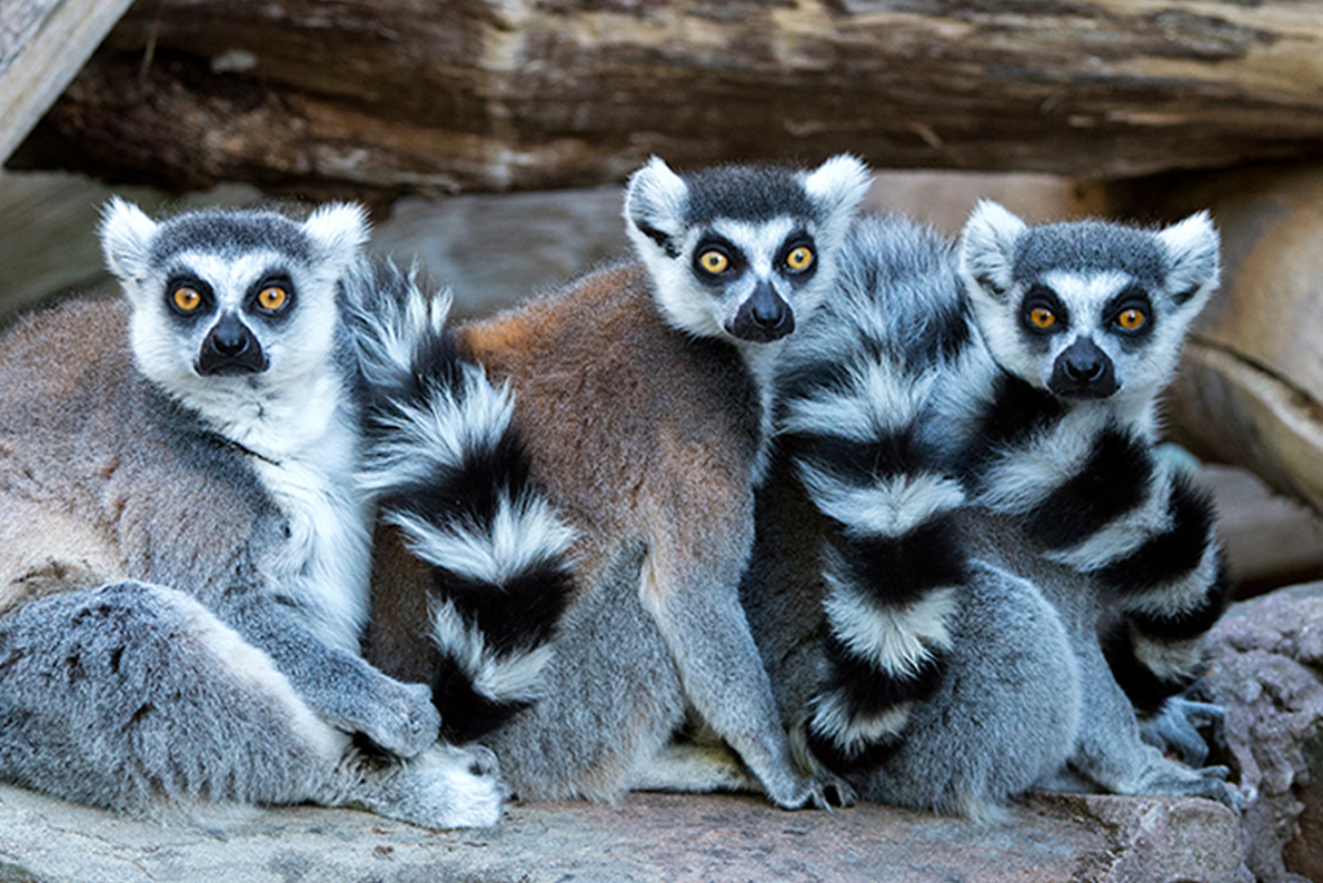 Adelaide Zoo