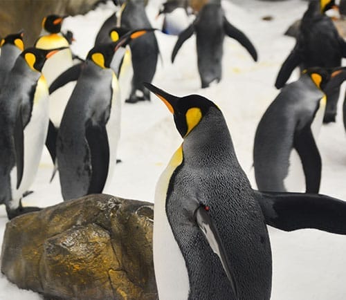 Melbourne Aquarium