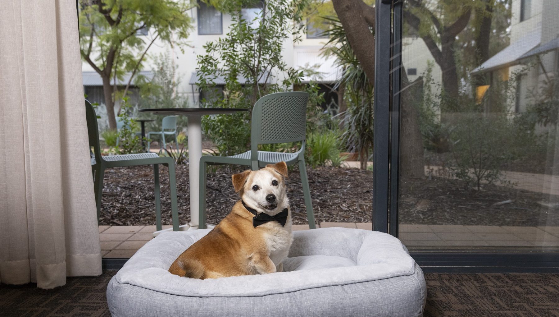 Pet Friendly at Rydges Kalgoorlie