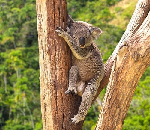 Lone Pine Koala Sanctuary