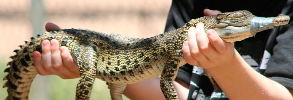 Billabong Sanctuary