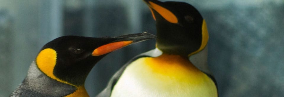 Kelly Tarlton’s Underwater World