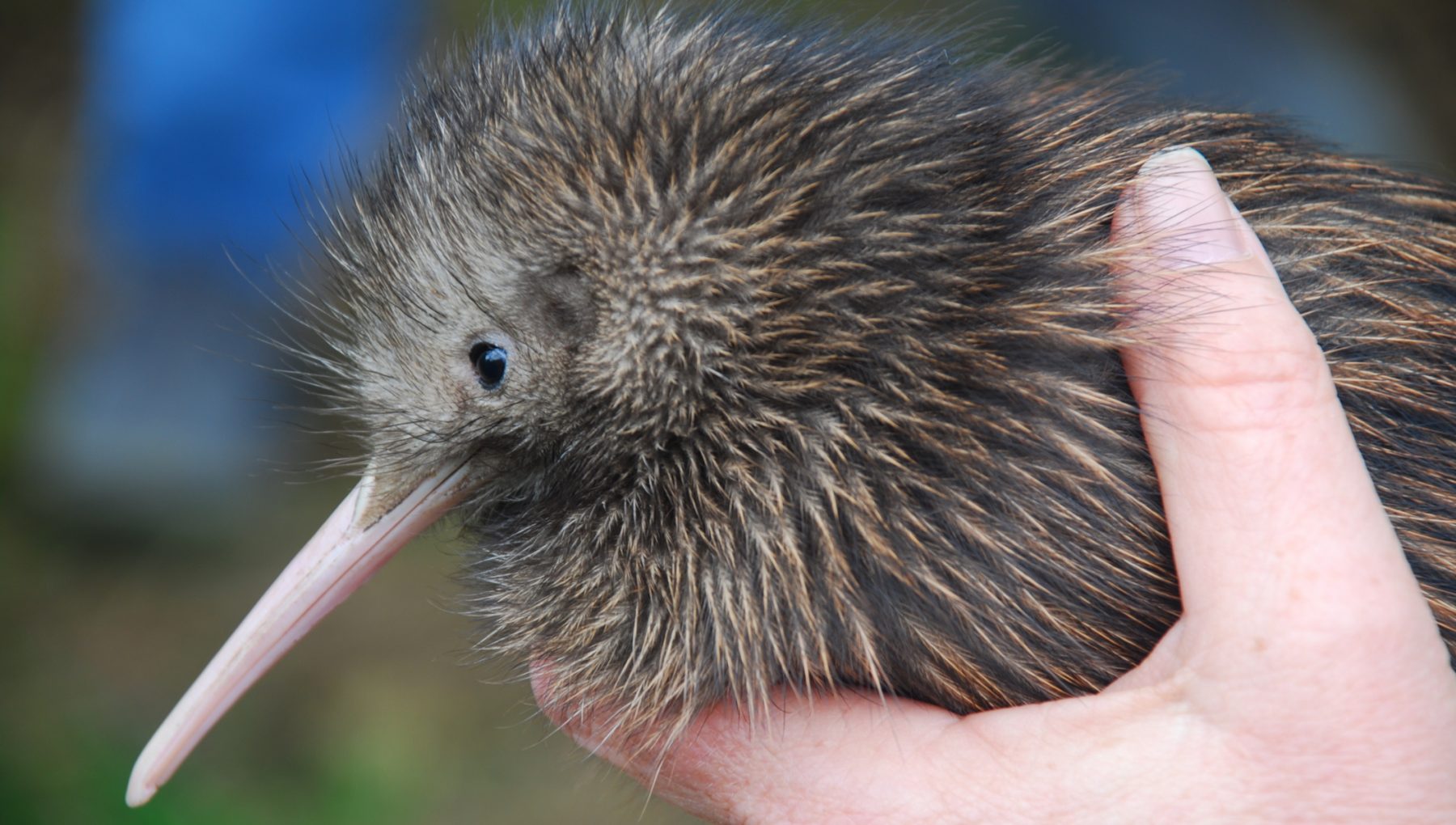 Willowbank Wildlife Reserve