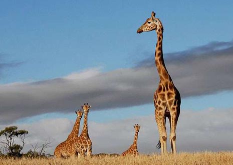 Monarto Zoo