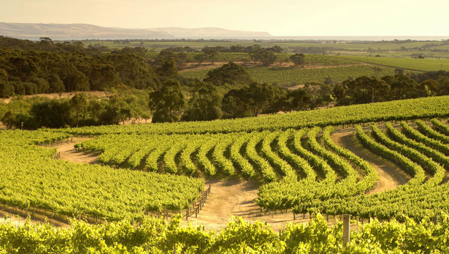 Langhorne Creek Wine Region