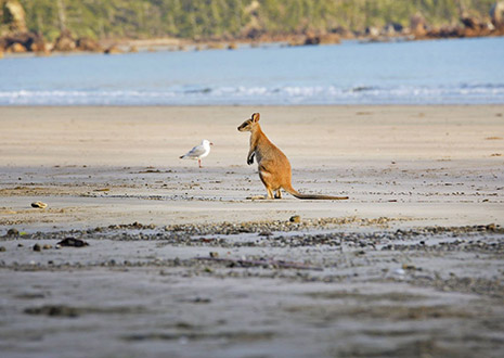 Cape Hillsborough