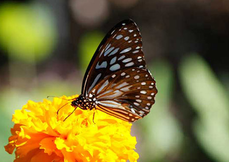 Mackay Botanic Gardens - Butterfly on flowr