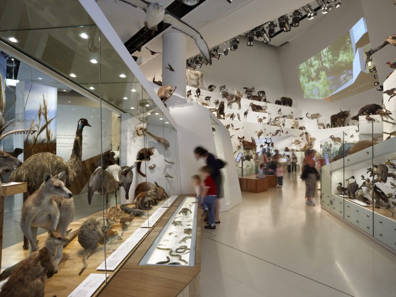 Melbourne Museum Family Friendly Accommodation