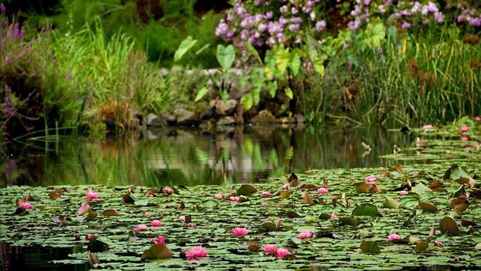 Royal Botanic Gardens - Melbourne Gardens Victoria