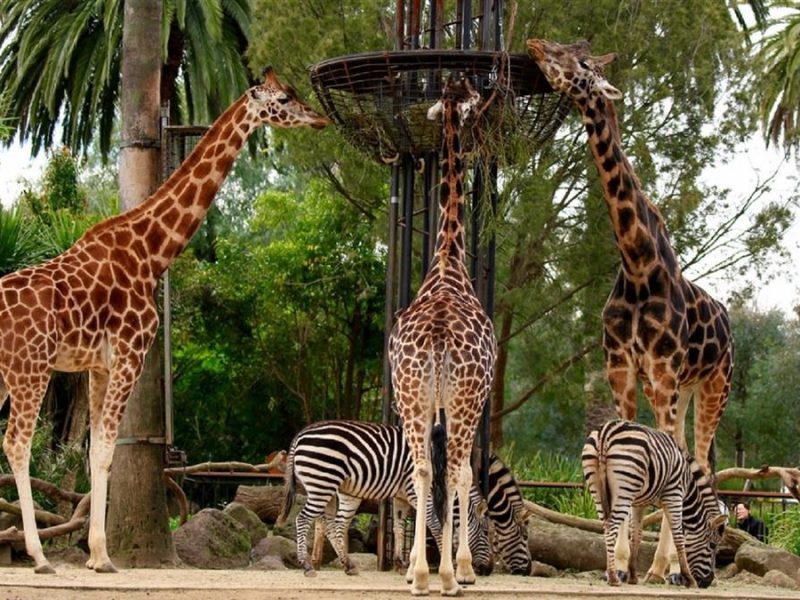 Melbourne Zoo