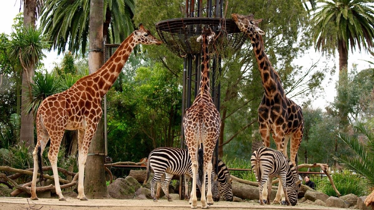 Melbourne Zoo