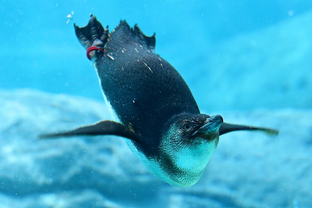 Sydney Sea Life Aquarium