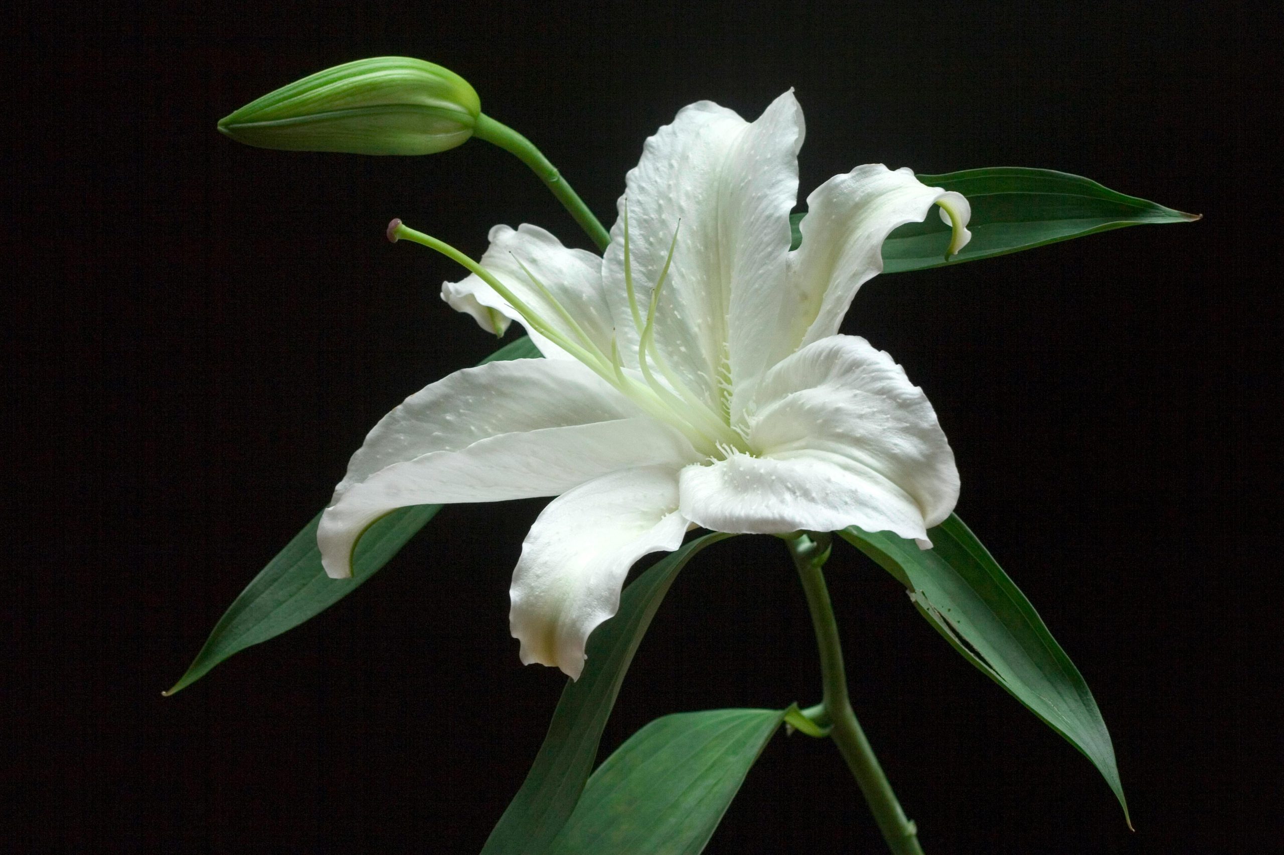 Celebration of Life & Wakes