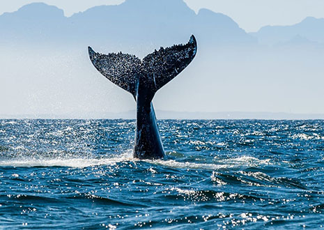 Whale Watching