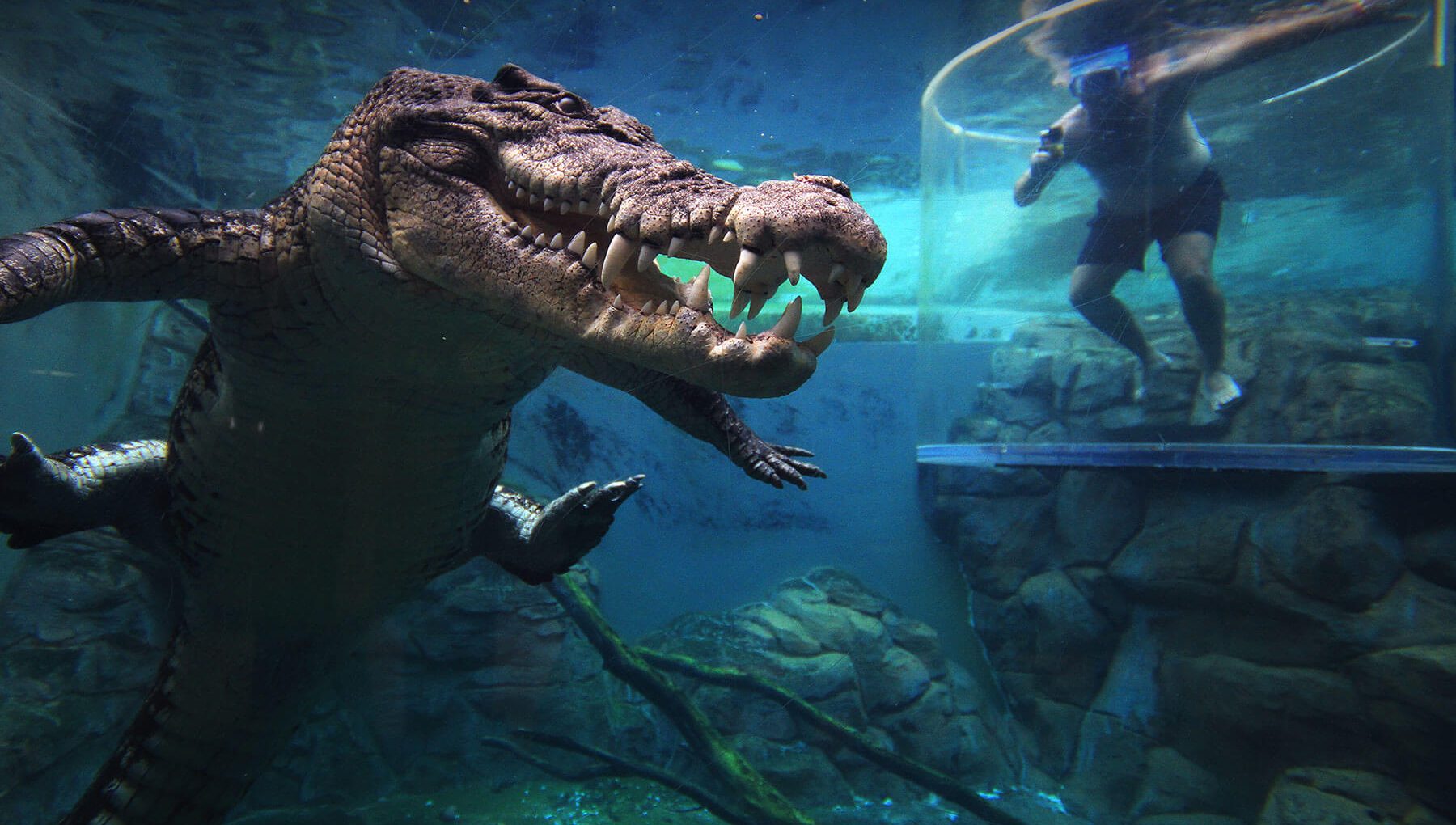 Crocosaurus Cove