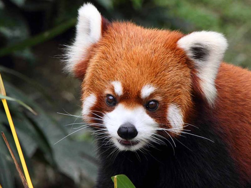 Currumbin Wildlife Hospital - Things to do near Rydges Gold Coast Airport