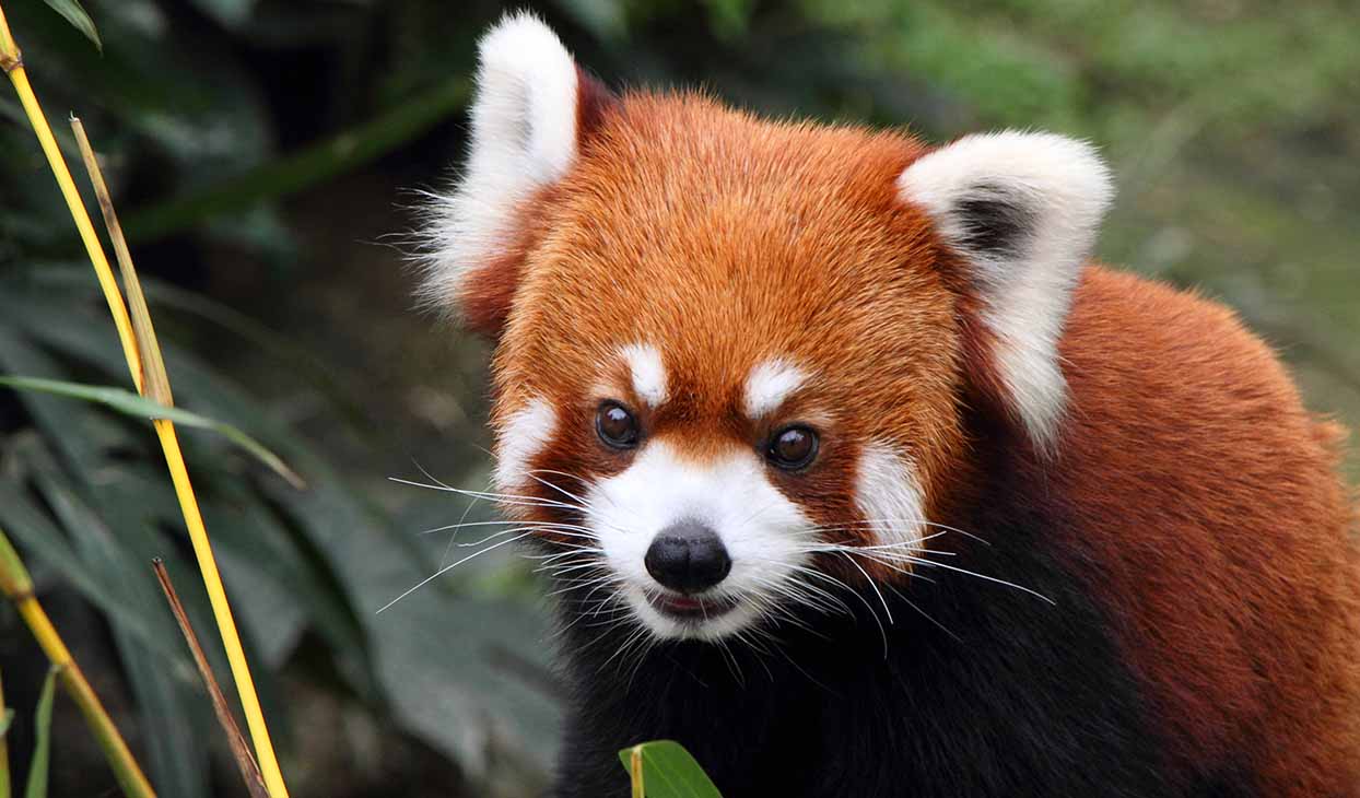 Currumbin Wildlife Hospital - Things to do near Rydges Gold Coast Airport
